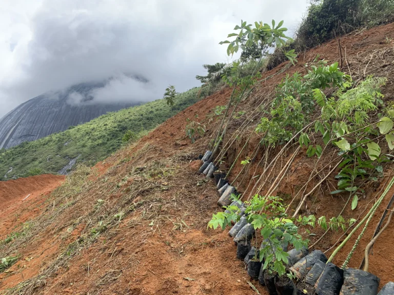 Restauração Ecológica