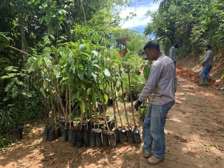 Restauração Ecológica