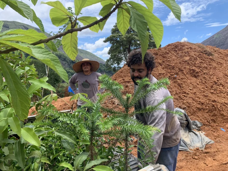 Restauração Ecológica