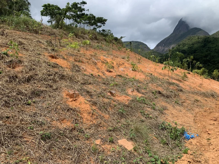 Restauração Ecológica