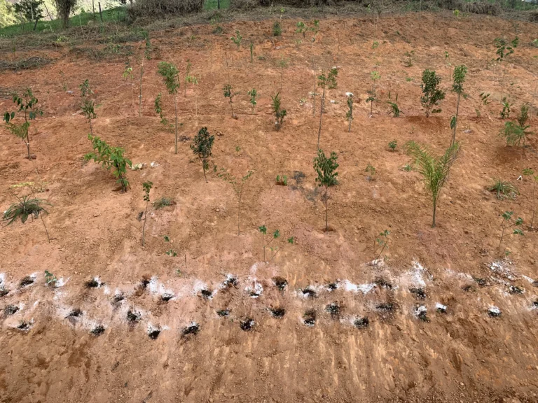 Restauração Ecológica