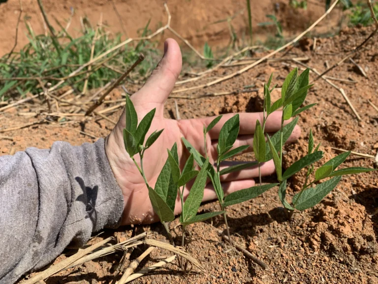 Restauração Ecológica