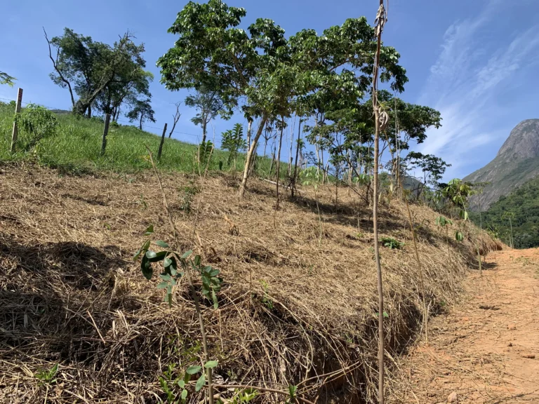 Restauração Ecológica