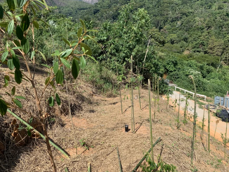 Restauração Ecológica