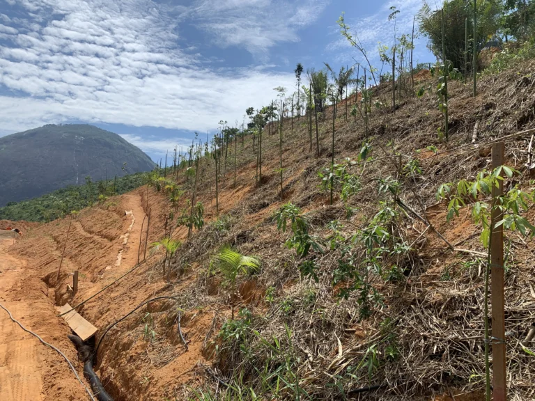 Restauração Ecológica